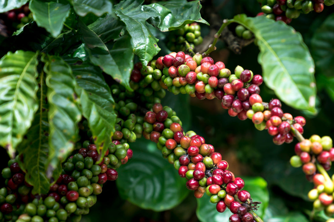 What is Single Origin Coffee?